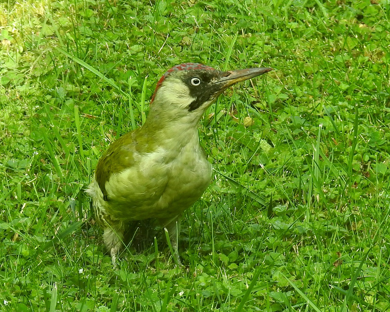 green woodpecker woodpecker bird free photo