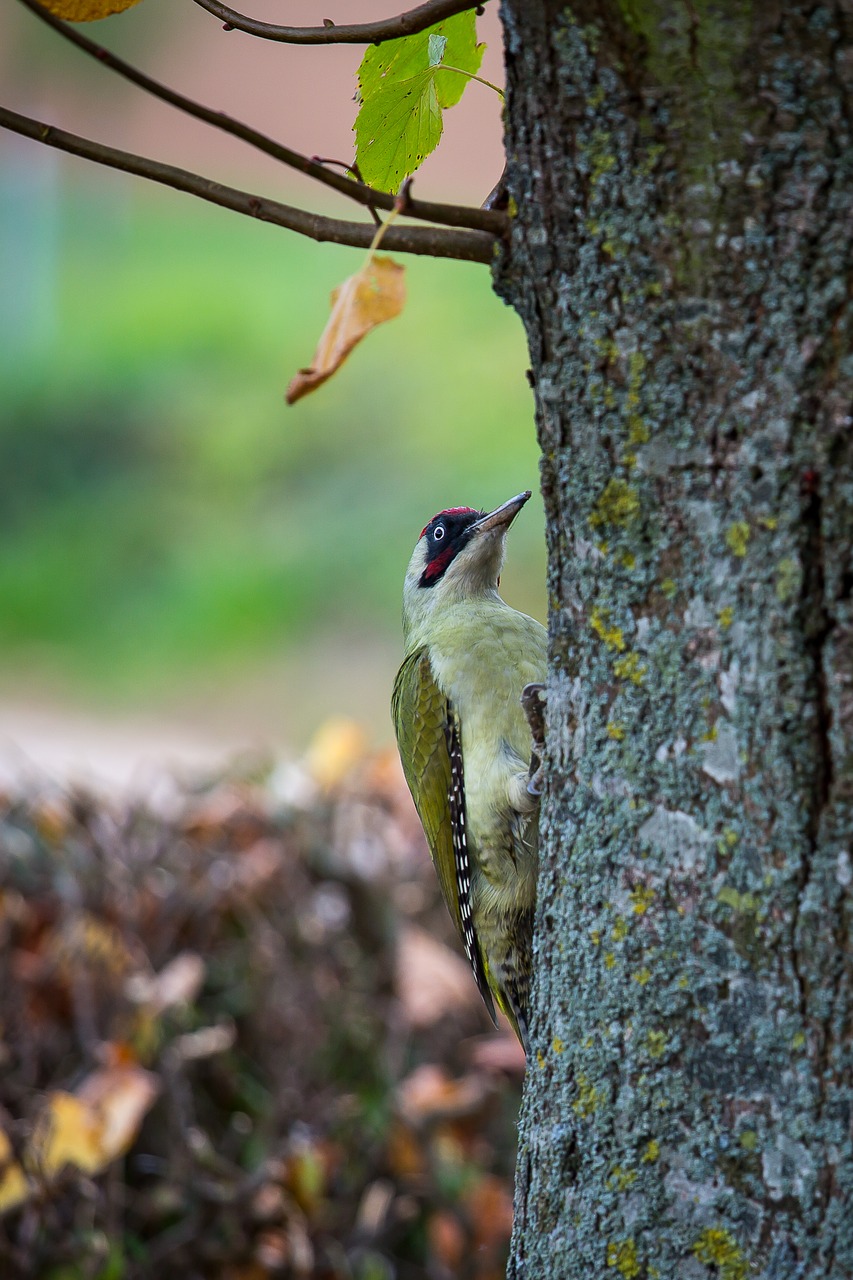 green woodpecker picus viridis woodpecker free photo