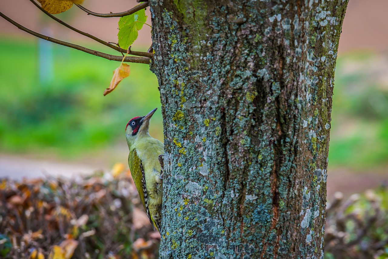 green woodpecker picus viridis woodpecker free photo
