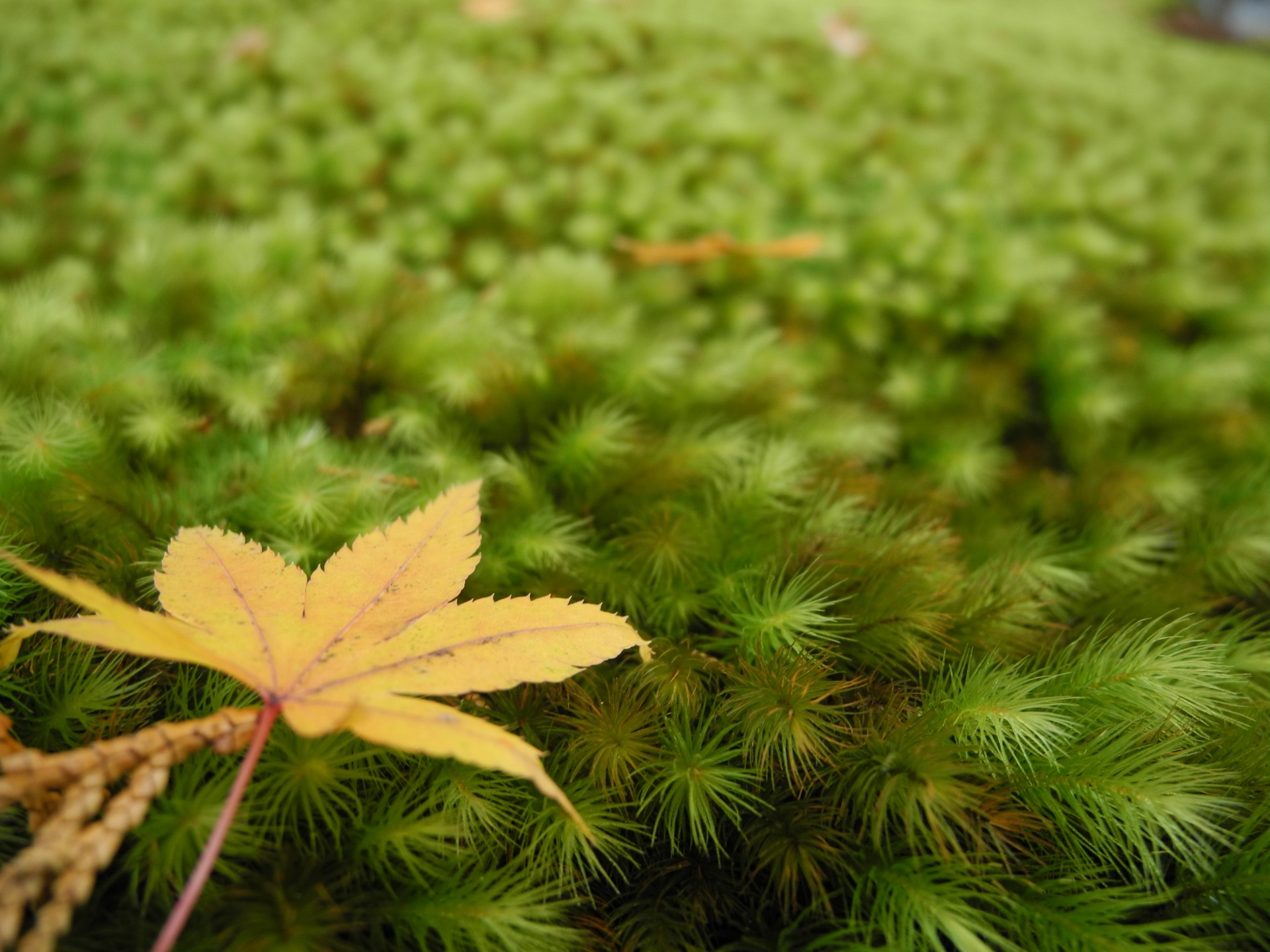 green moss sanzenin free photo