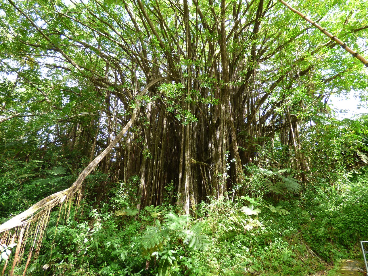 greenery flora hawaii free photo