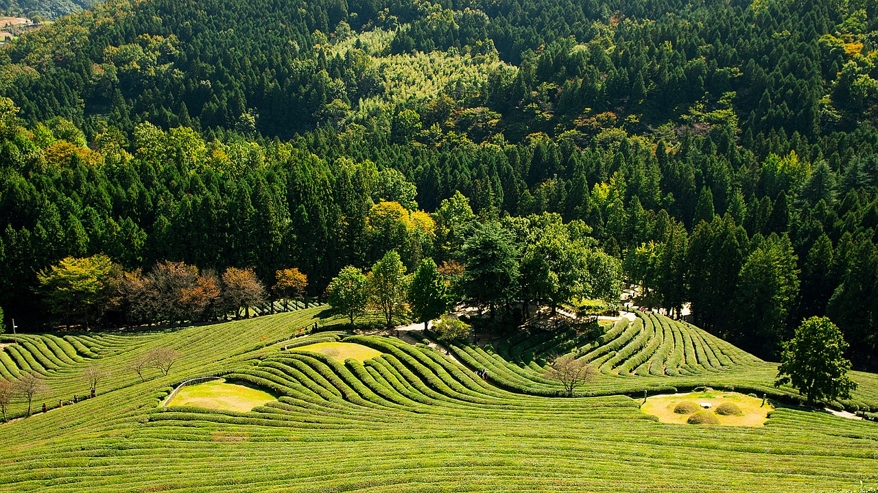 greenery landscape tea free photo