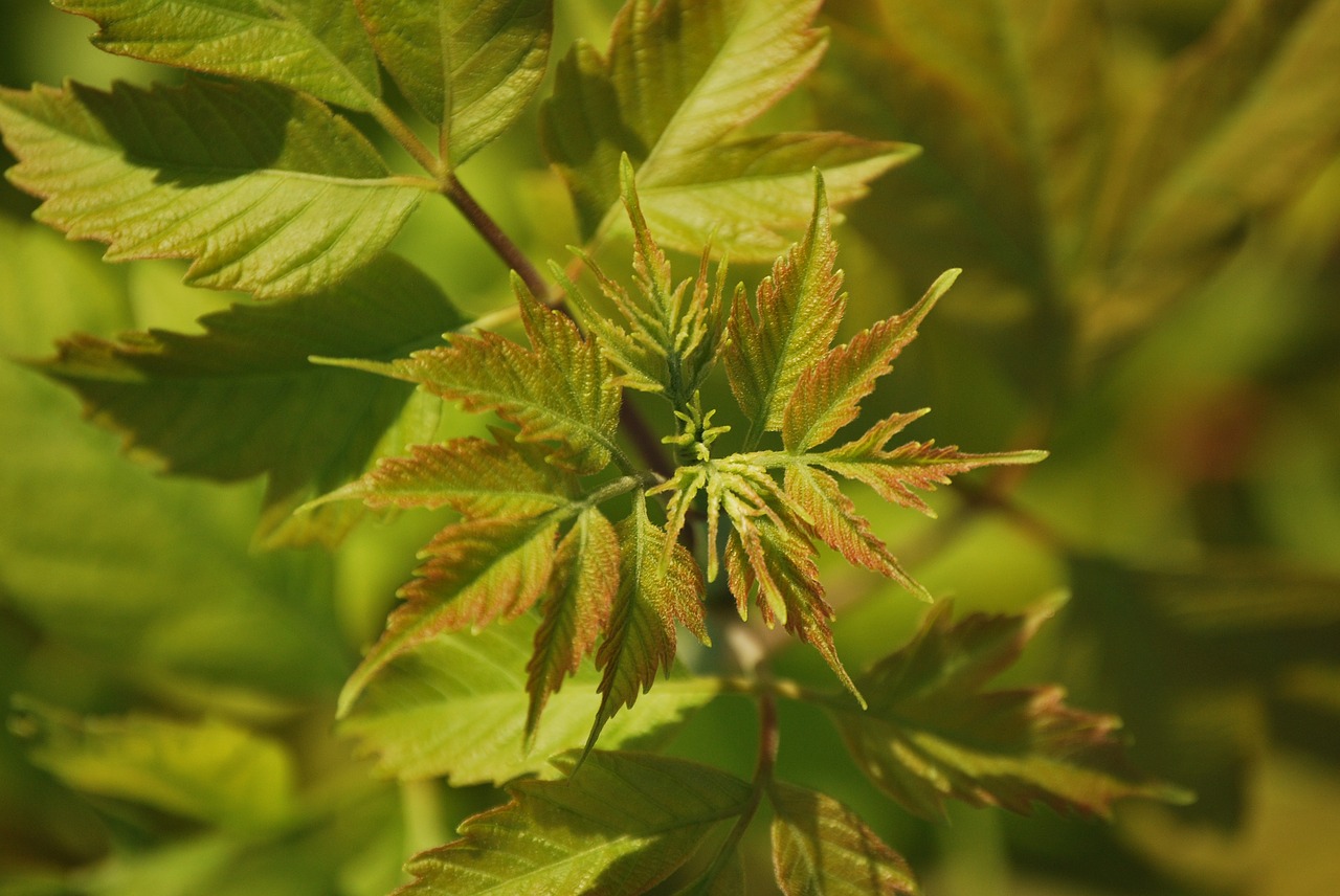 greenery  green  plants free photo