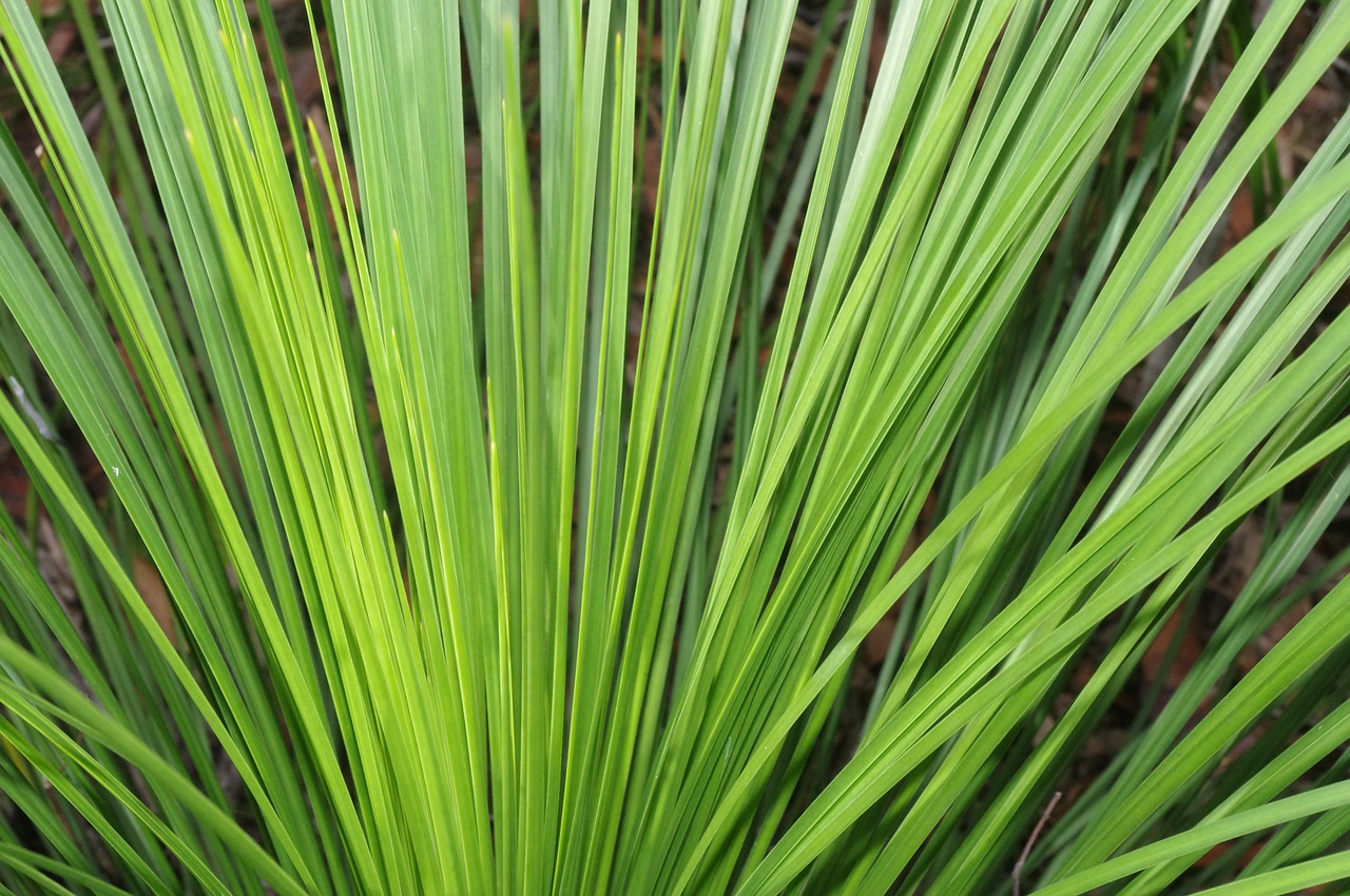 greenery plant green free photo