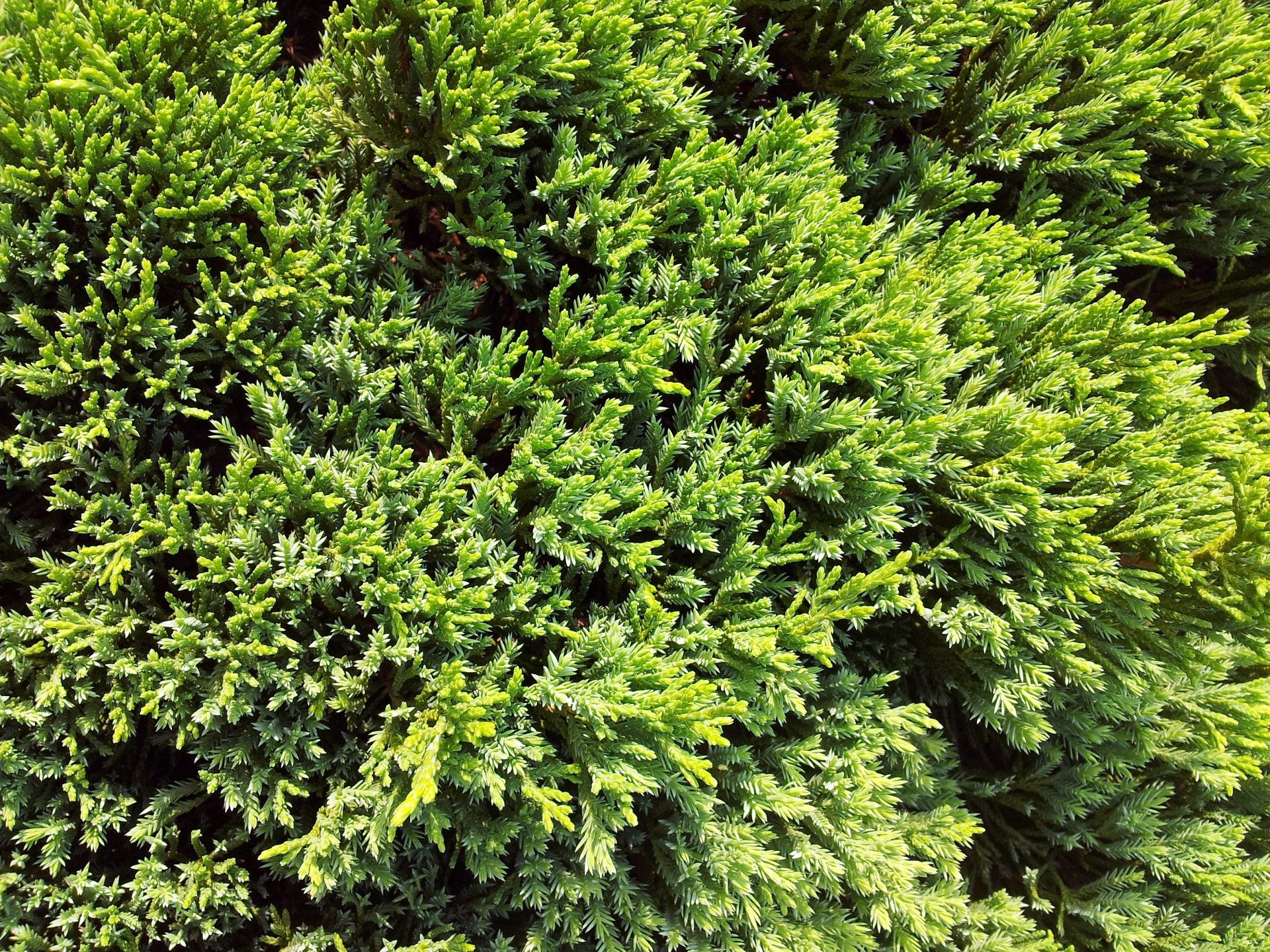 greenery pine leaves free photo