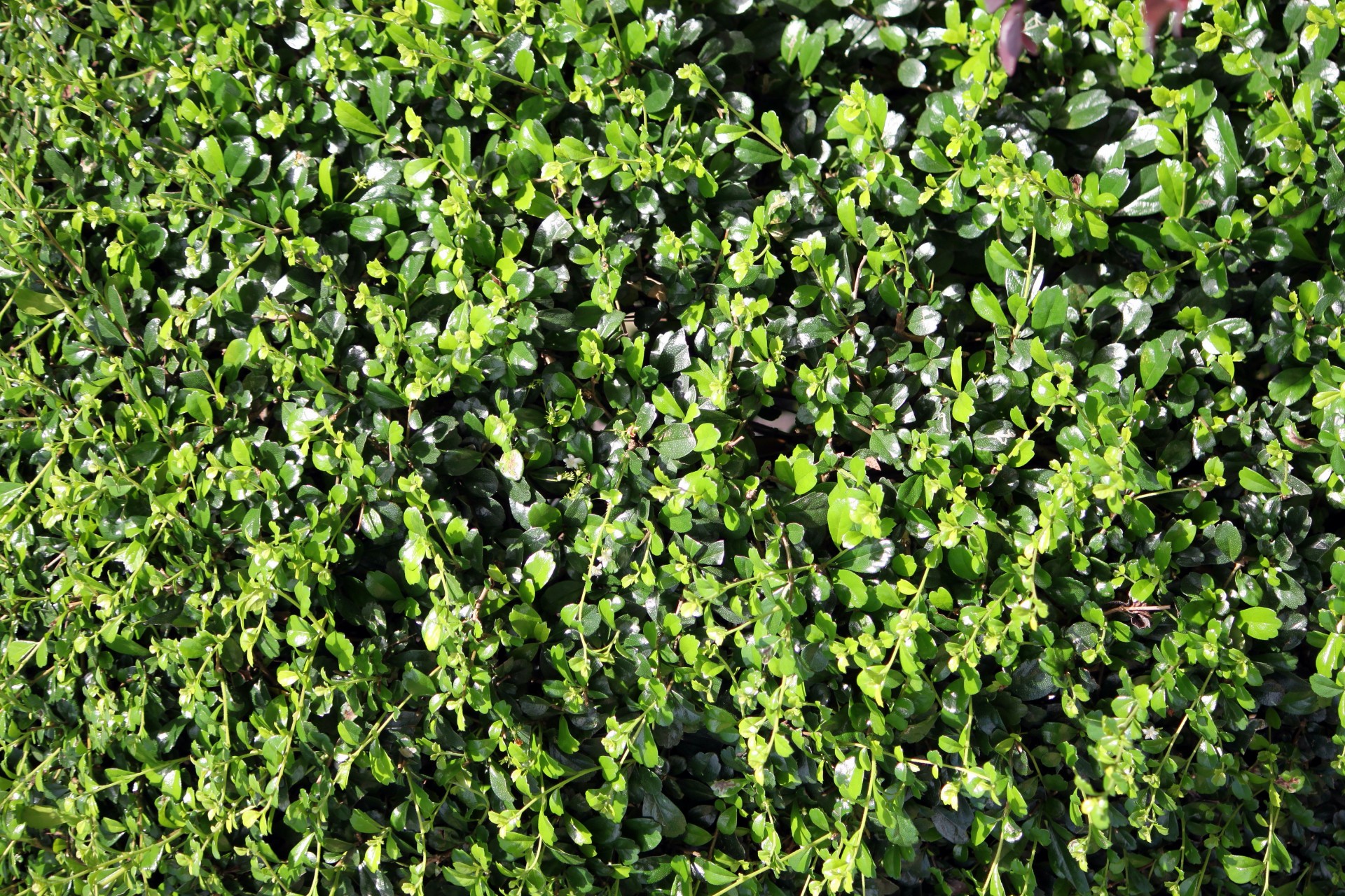greenery wallpaper grass free photo