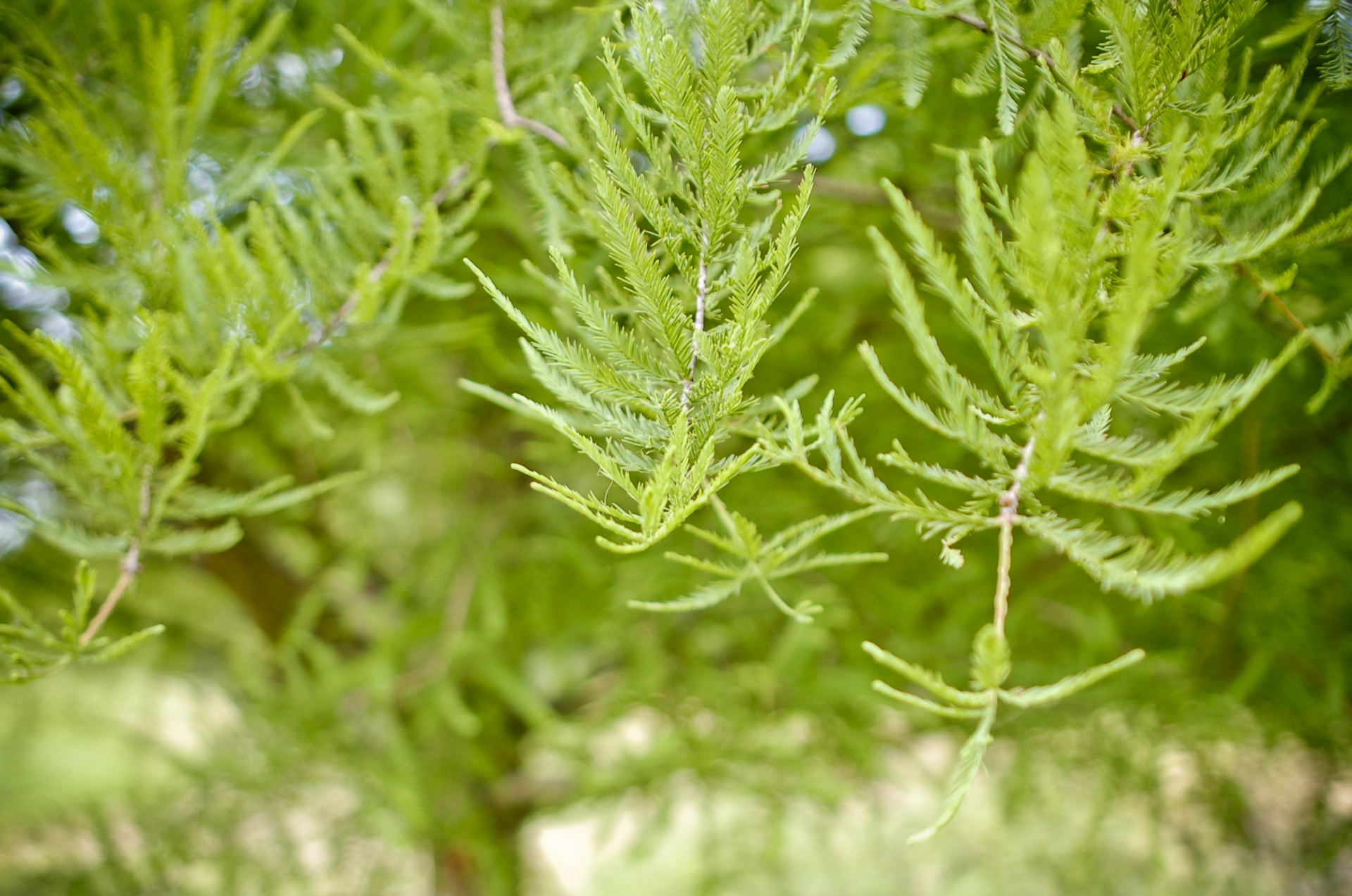 green tree leaves free photo