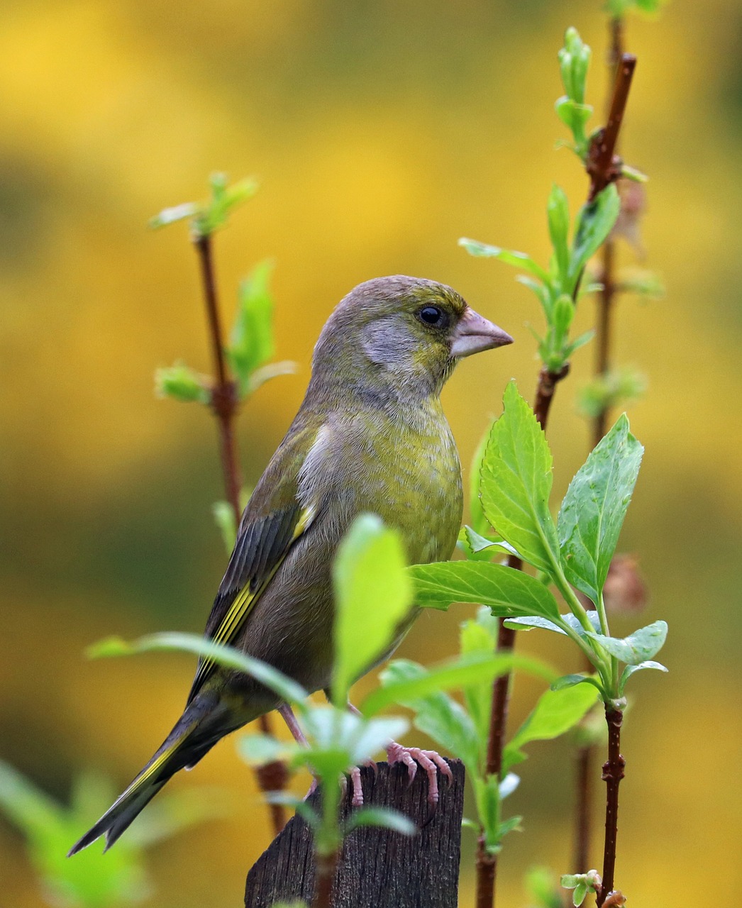 greenfinch song bird garden bird free photo