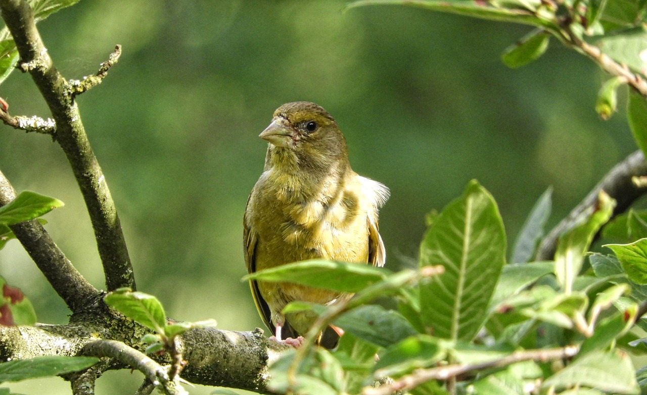 greenfinch bird on branch free photo