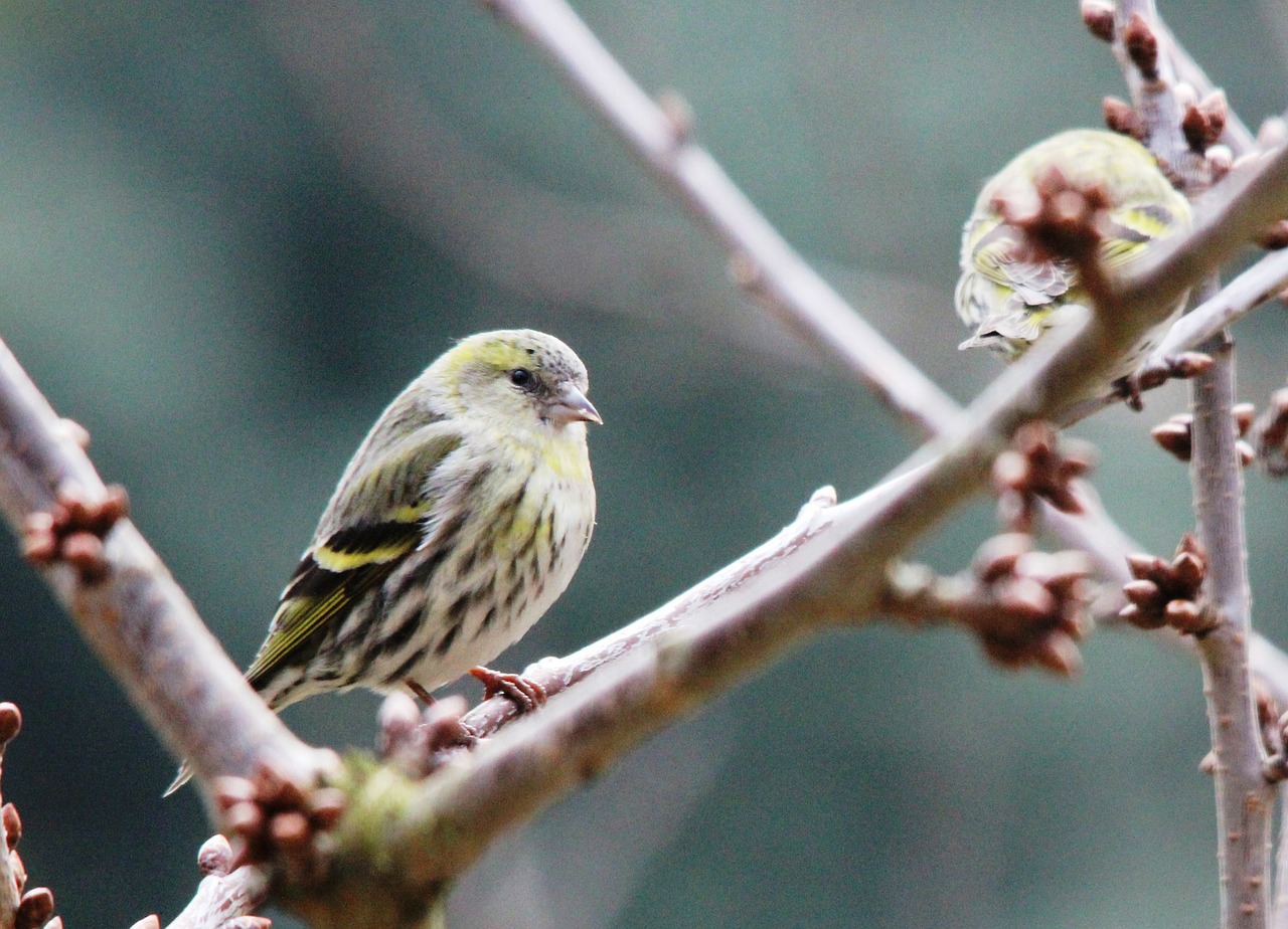 greenfinch bird feather free photo