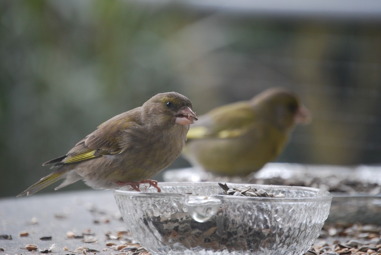 greenfinch bird feeding free photo