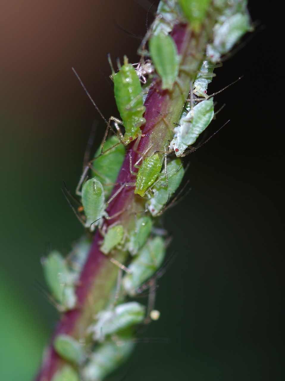 greenfly pest bugs free photo