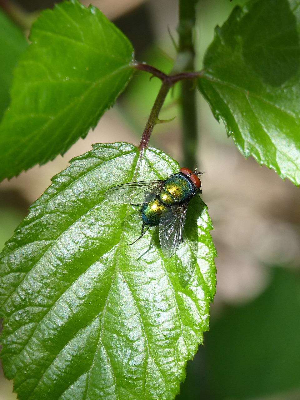 greenfly fly vironera calliphora vicina free photo