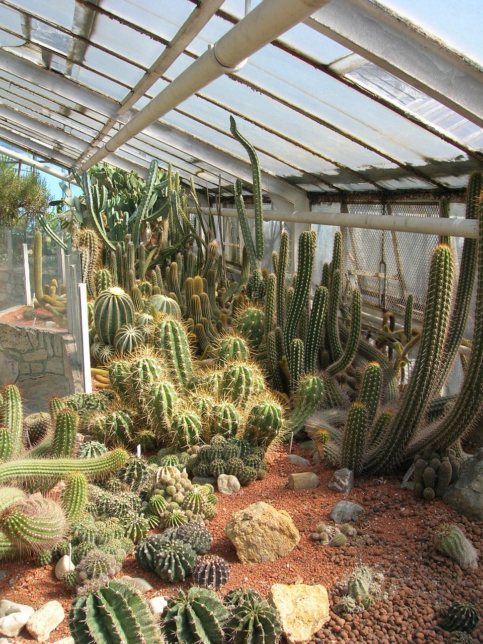 greenhouse cacti cactus free photo
