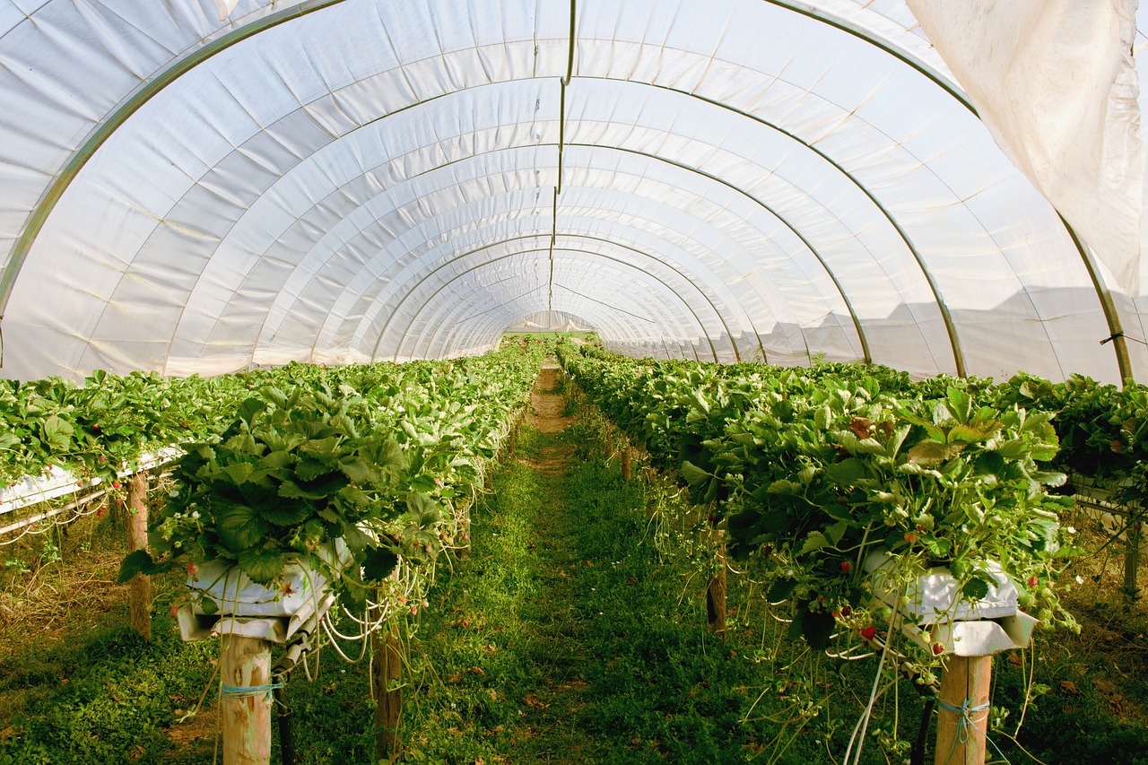 greenhouse plant strawberries free photo