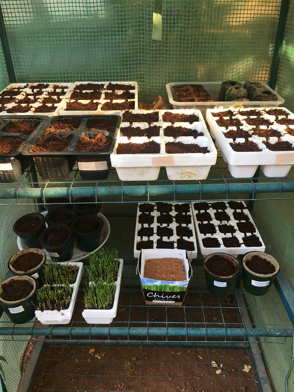 greenhouse planters seedlings free photo