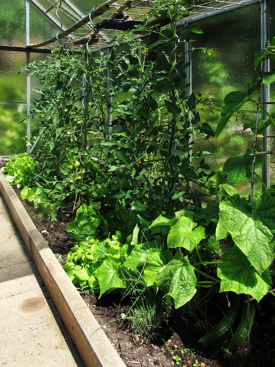 greenhouse salad tomatoes free photo