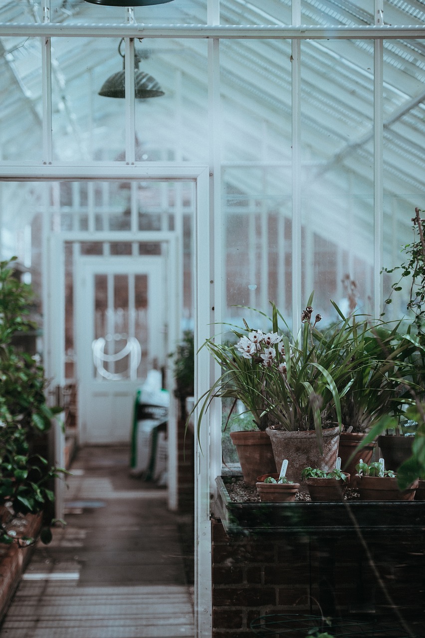 greenhouse plants nature free photo