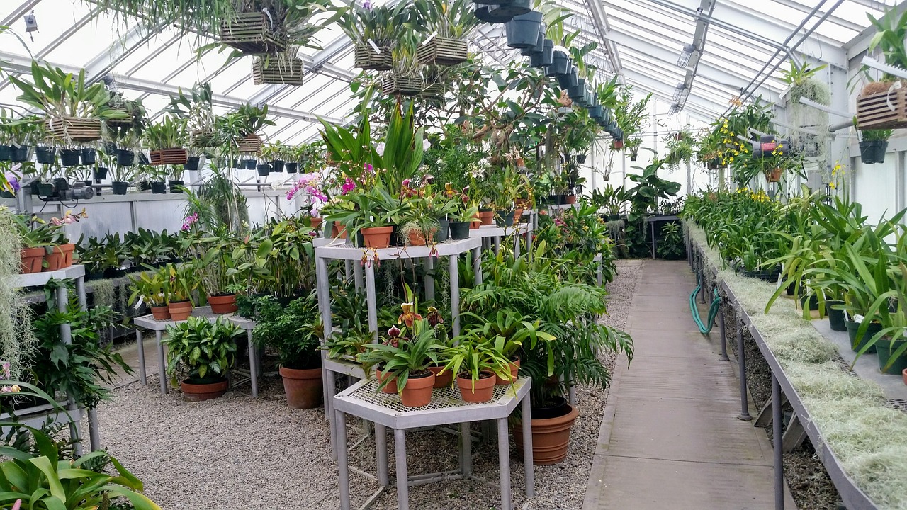 greenhouse indoor green house free photo
