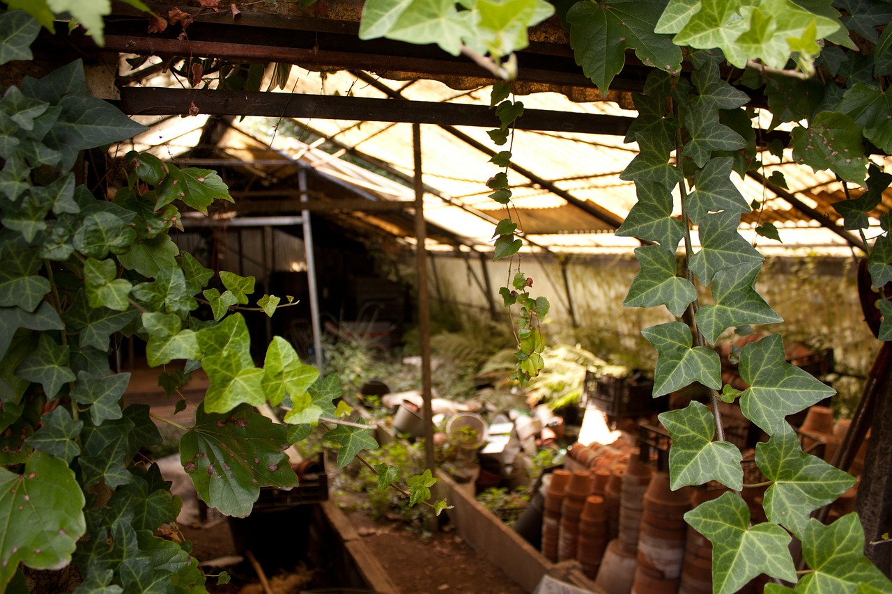 greenhouse garden abandoned free photo