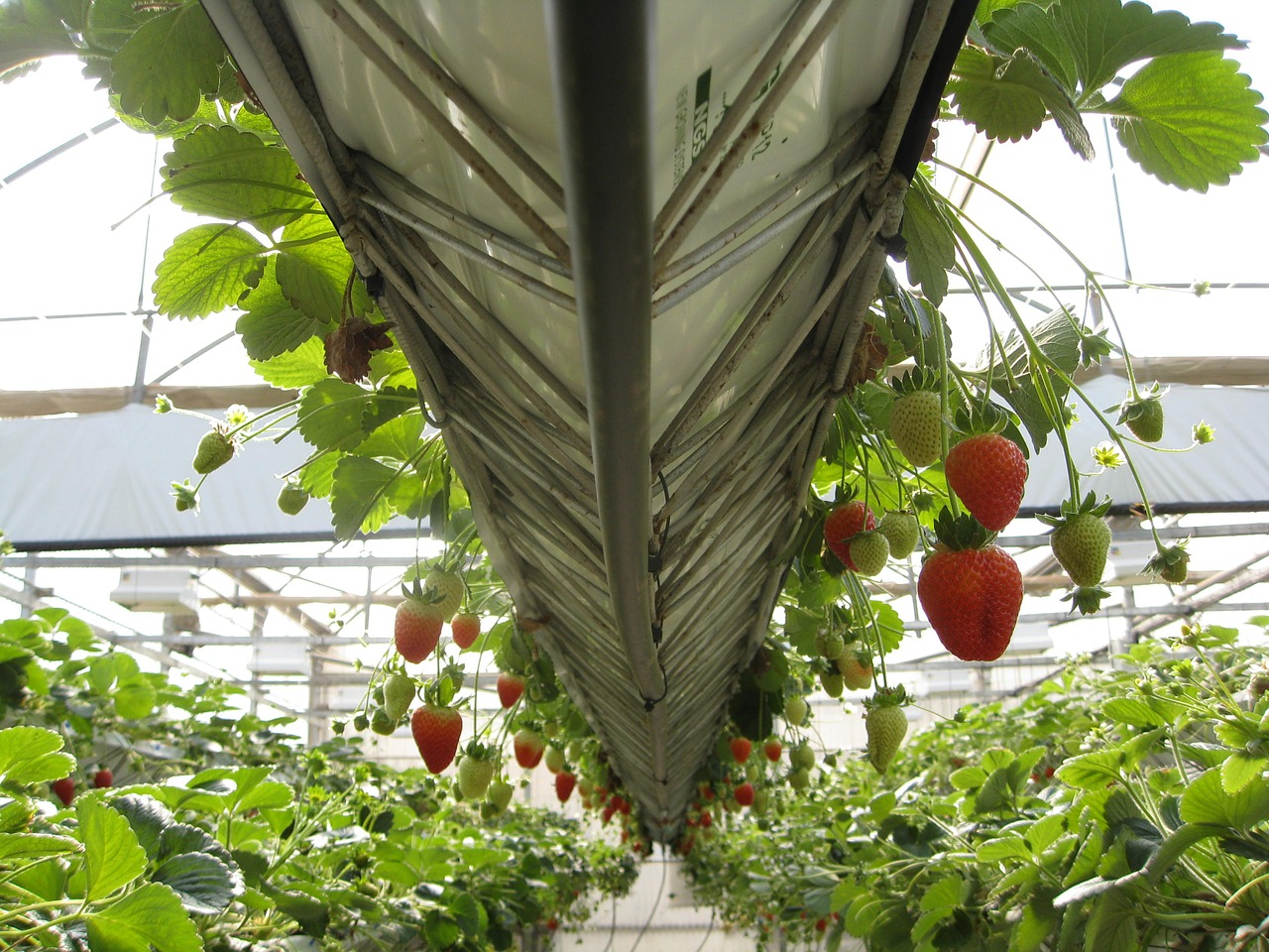 greenhouse strawberries fruit free photo