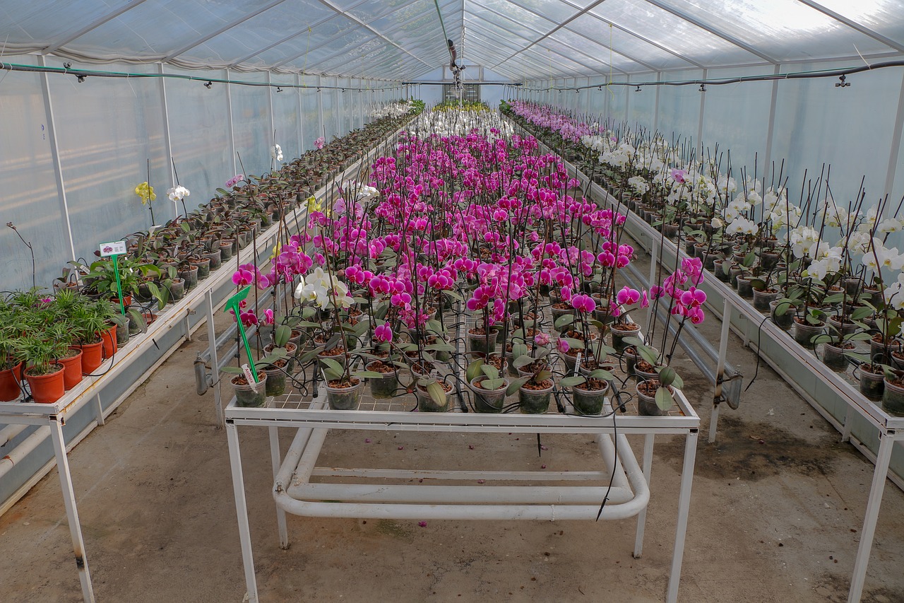 greenhouse  flowers  plants free photo