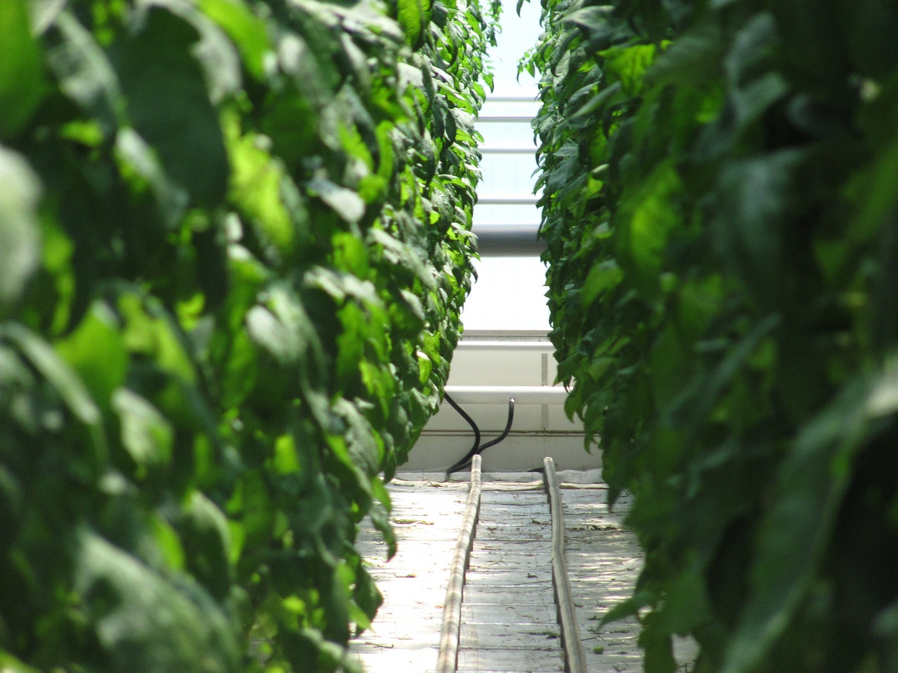 greenhouse hot house garden free photo