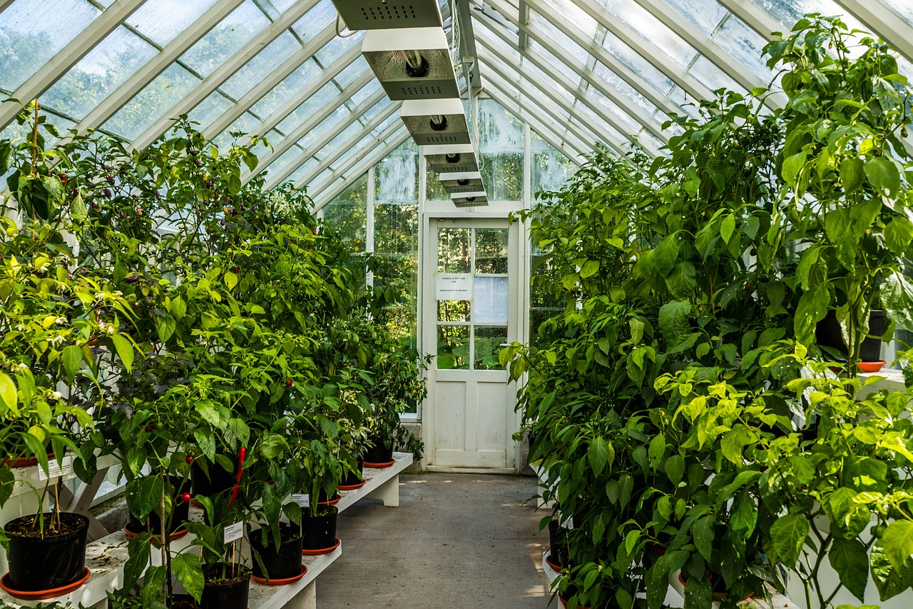 greenhouse green plants free photo