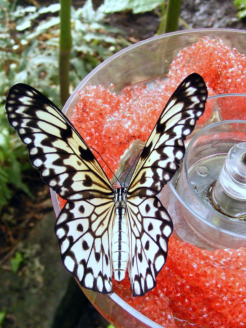 greenhouse butterfly feeding free photo