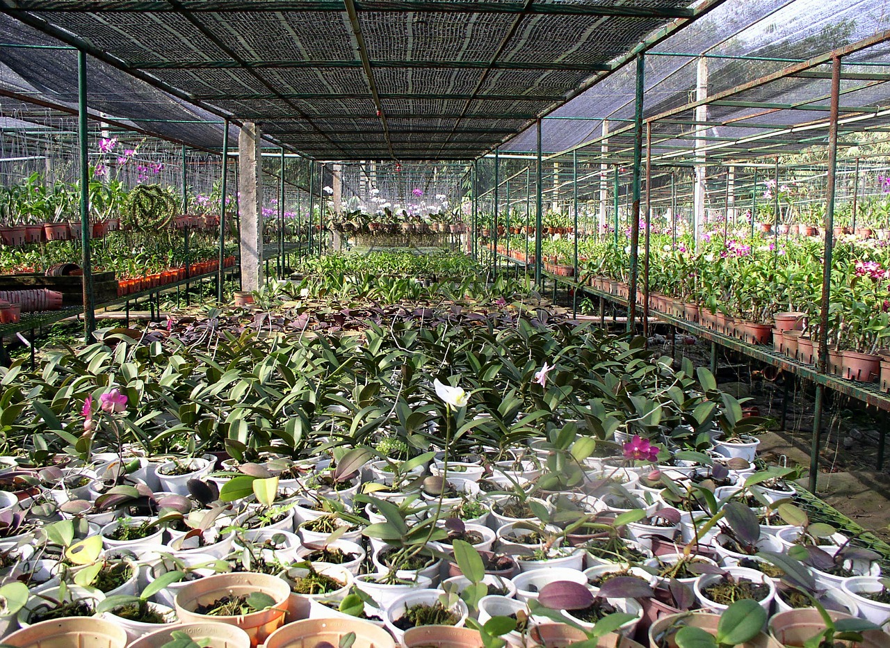 greenhouse orchids seeding free photo