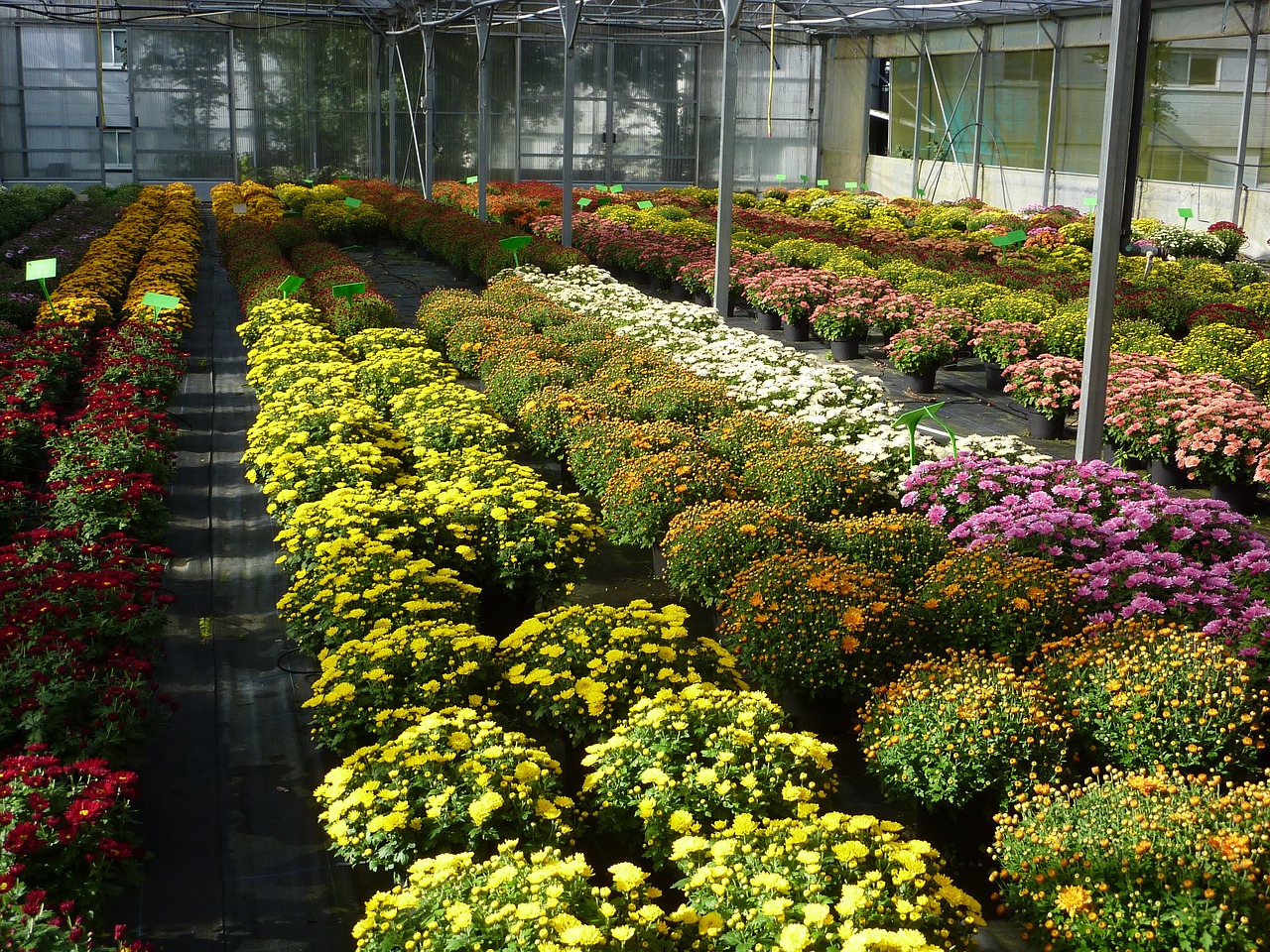 greenhouse horticulture chrysanthemum free photo