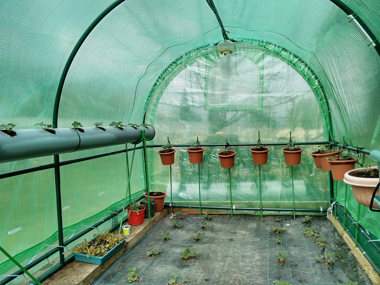 greenhouse strawberries fruit free photo