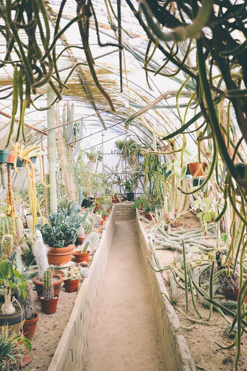 greenhouse plants pots free photo