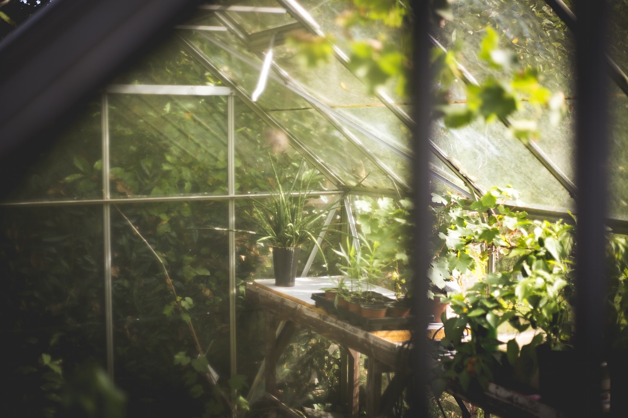 greenhouse plants pots free photo