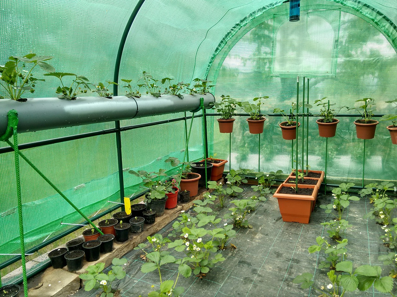 greenhouse strawberries tomatoes free photo