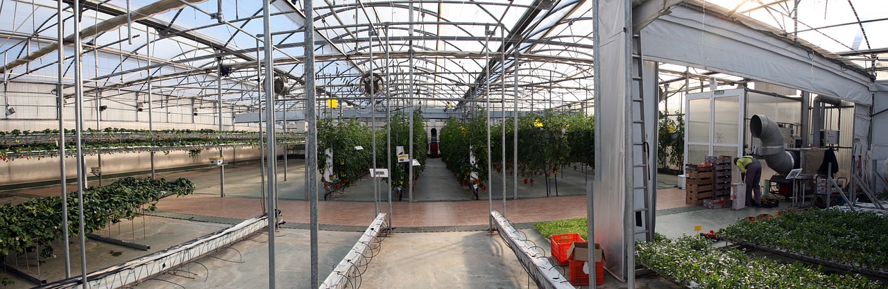 greenhouse crops agriculture free photo