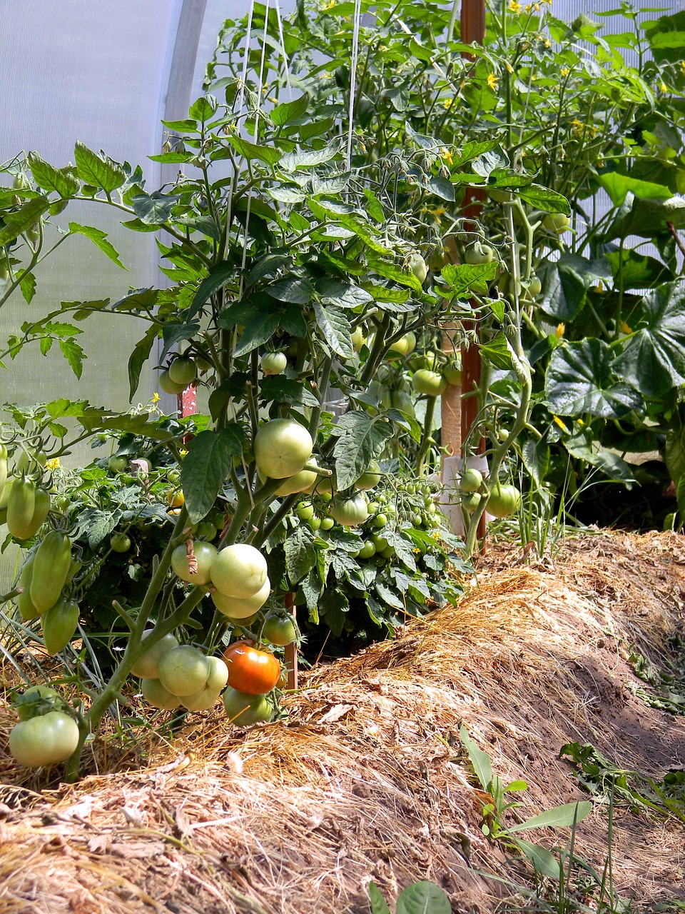 greenhouse tomatoes nutrition free photo
