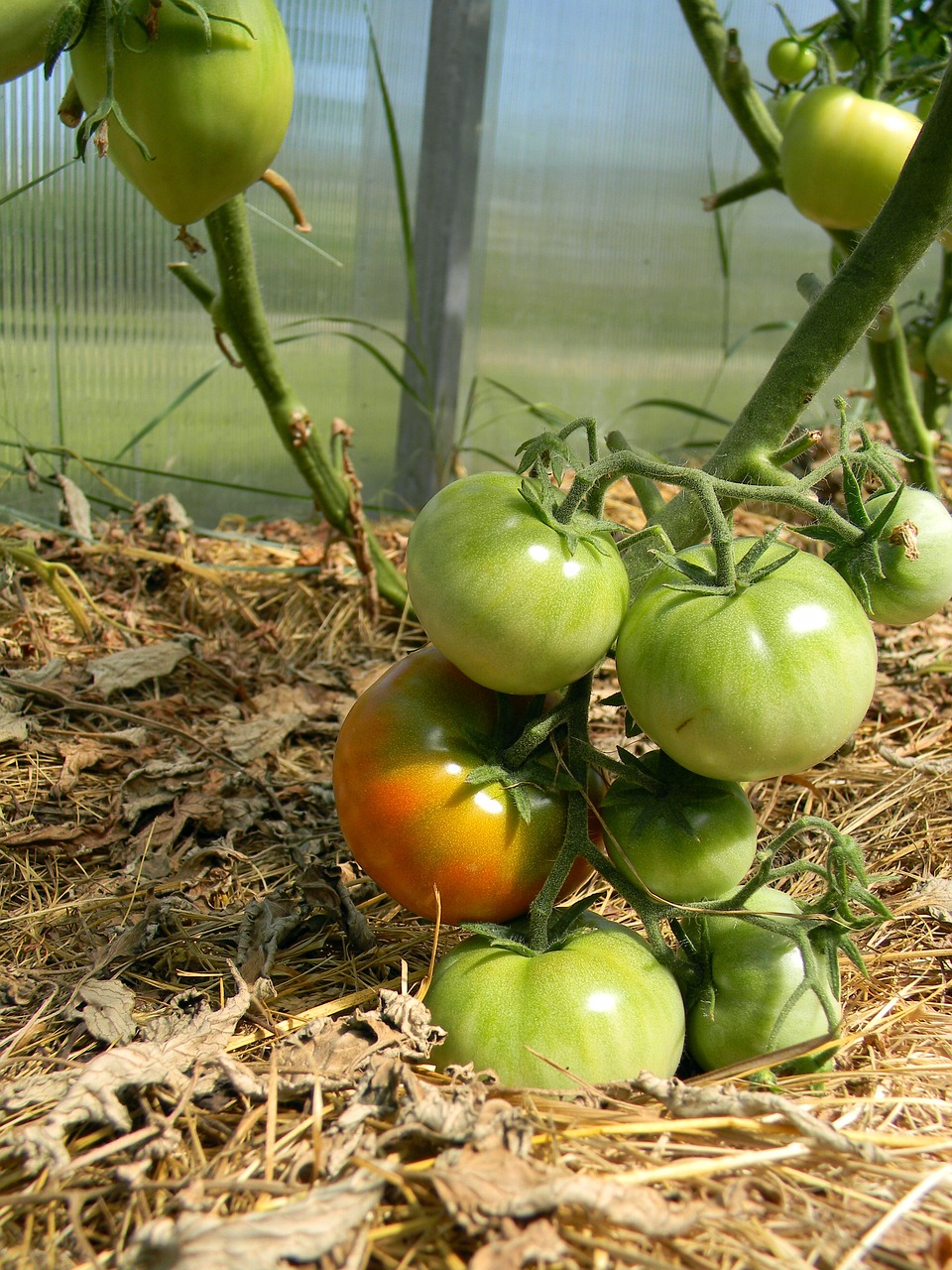 greenhouse tomatoes nutrition free photo