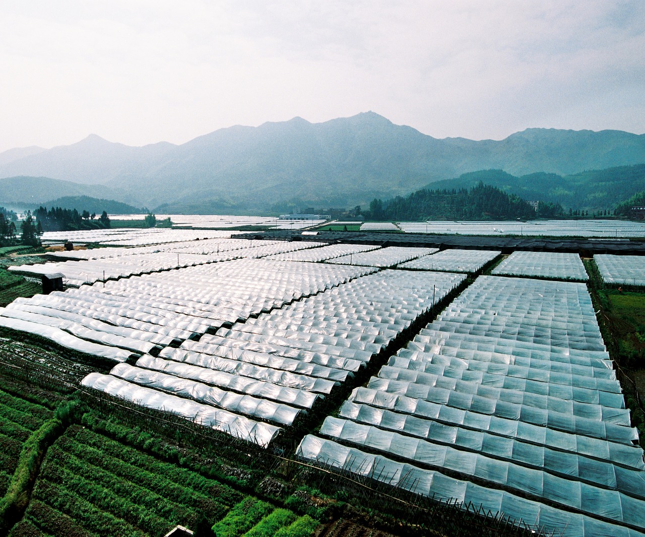 greenhouse agriculture a large area free photo