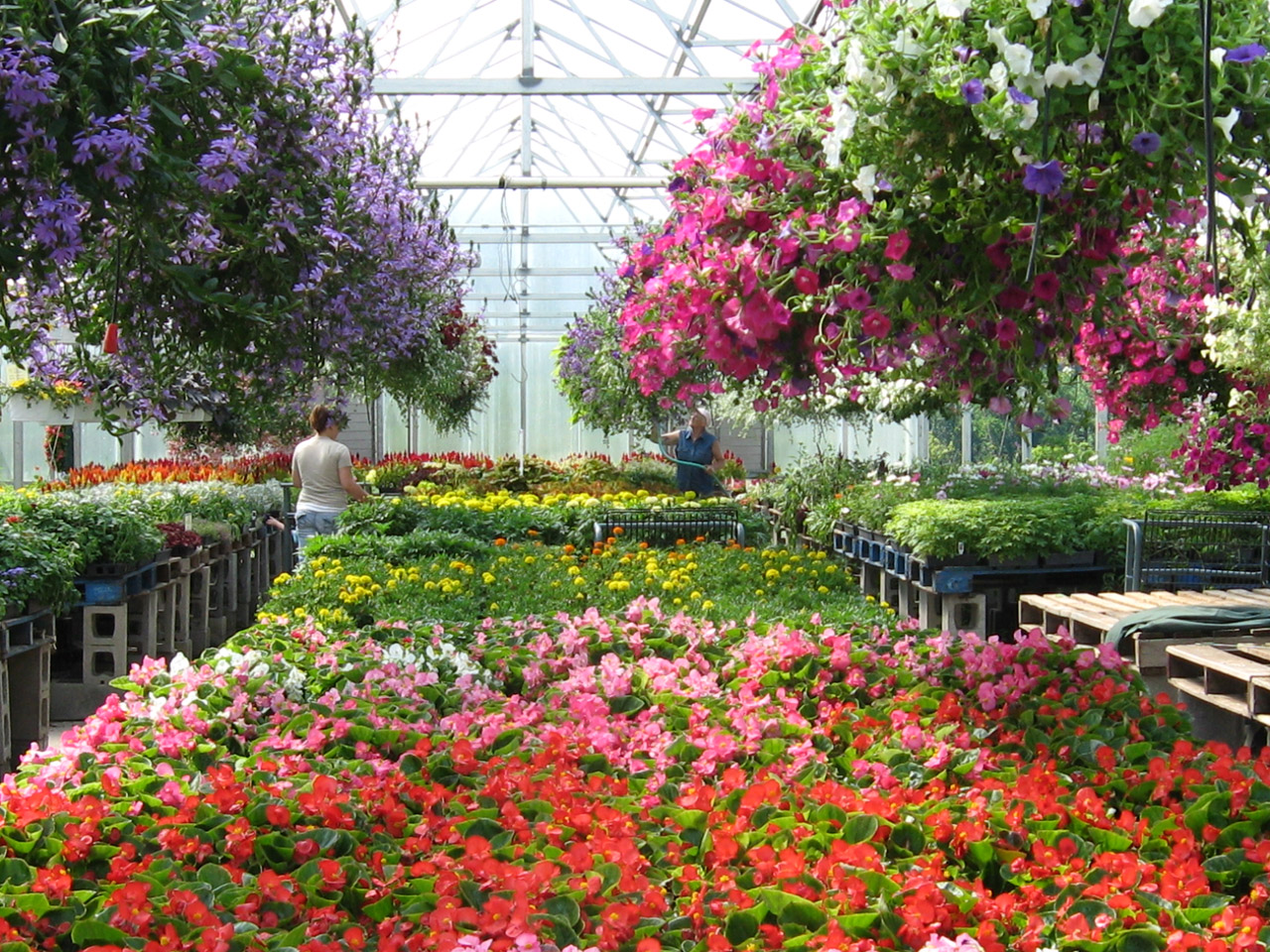 summer greenhouse plants free photo