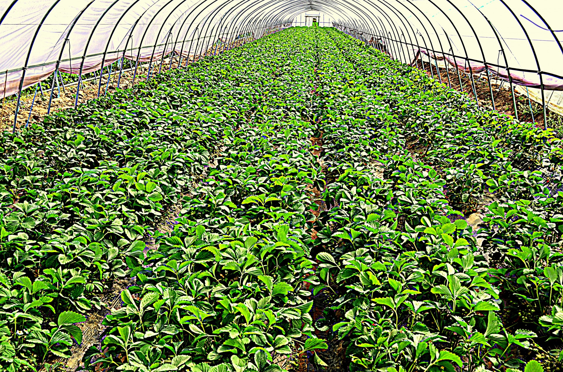 greenhouse plants business free photo