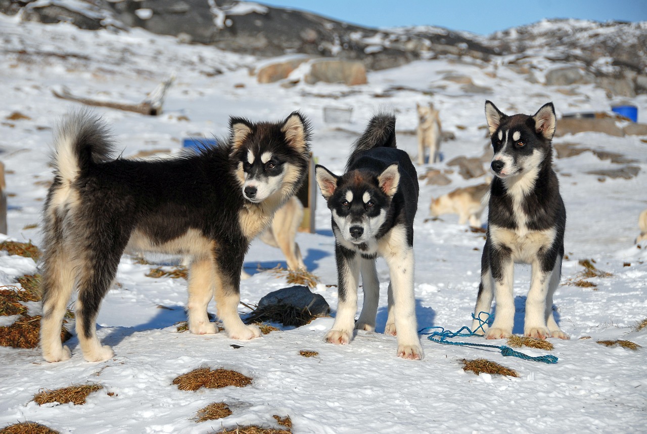 greenland greenland dog dogs free photo