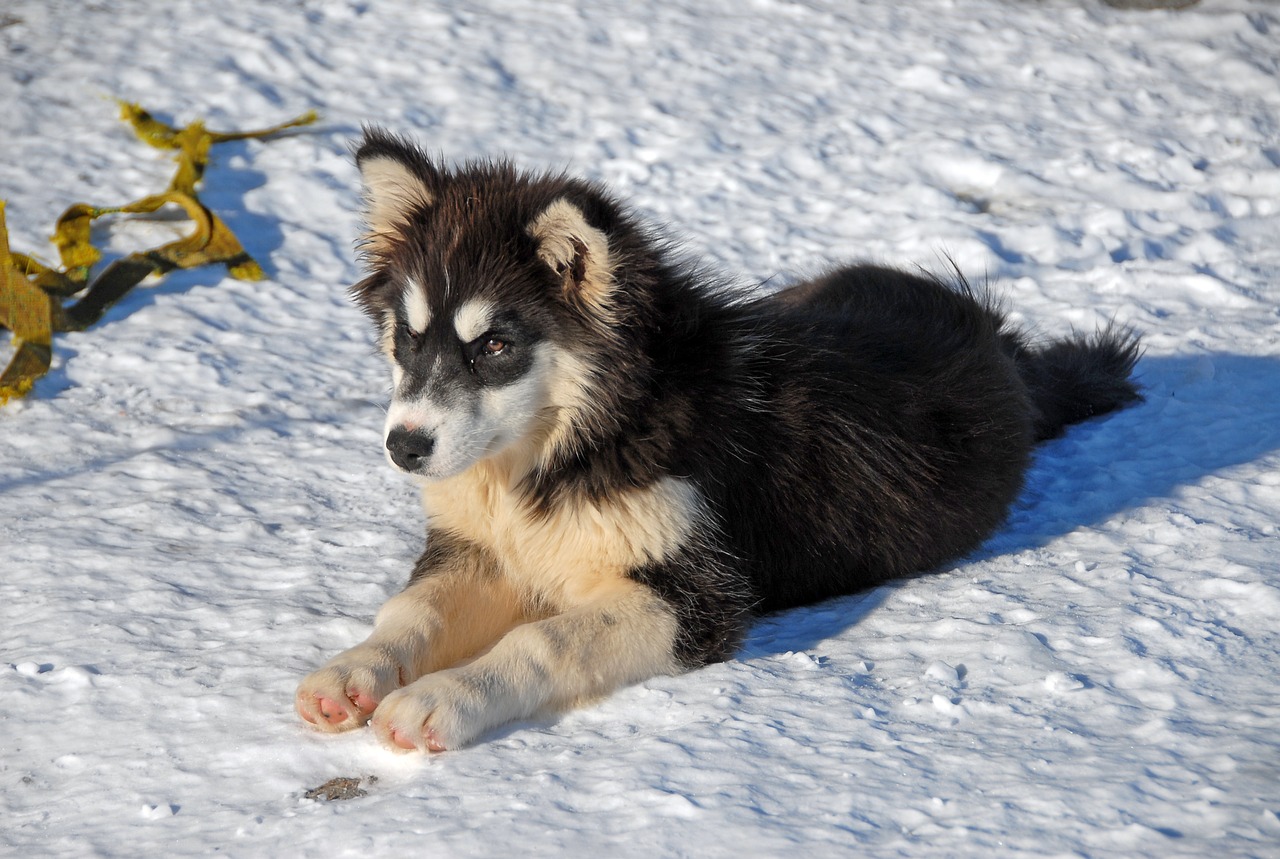 greenland greenland dog dog free photo