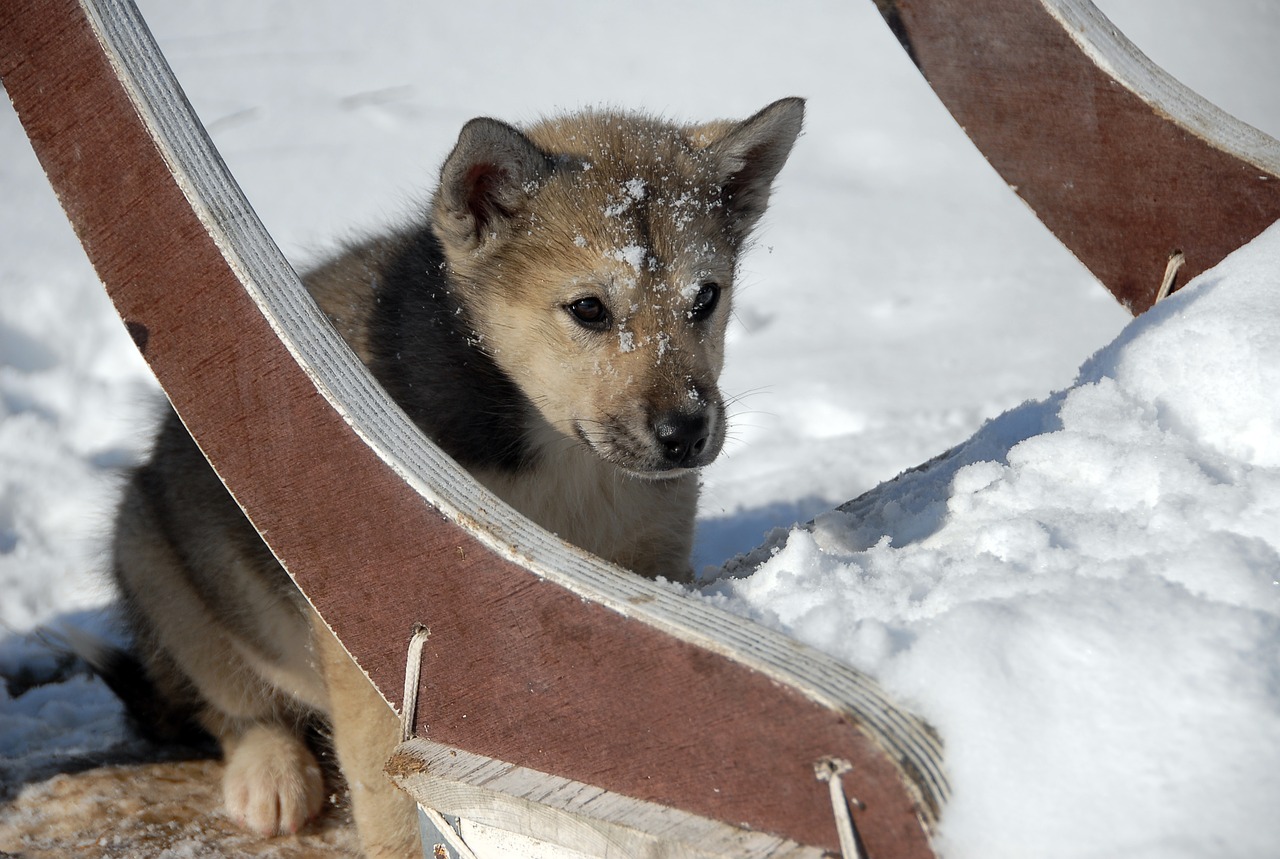 greenland dog dog greenland free photo