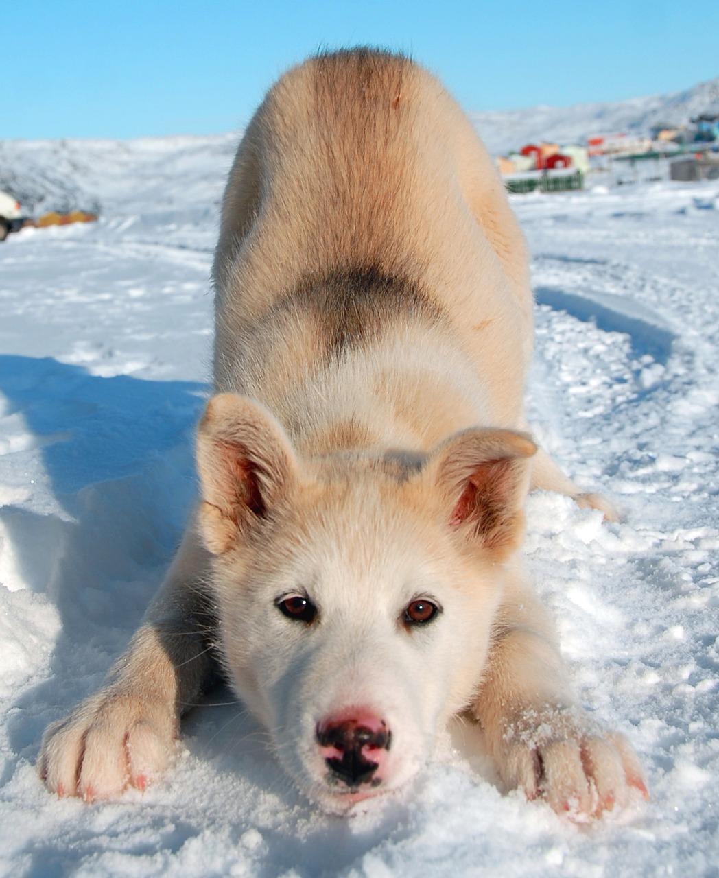 greenland dog dog greenland free photo