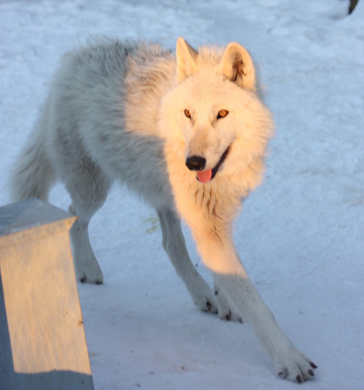 greenland husky canine snow free photo