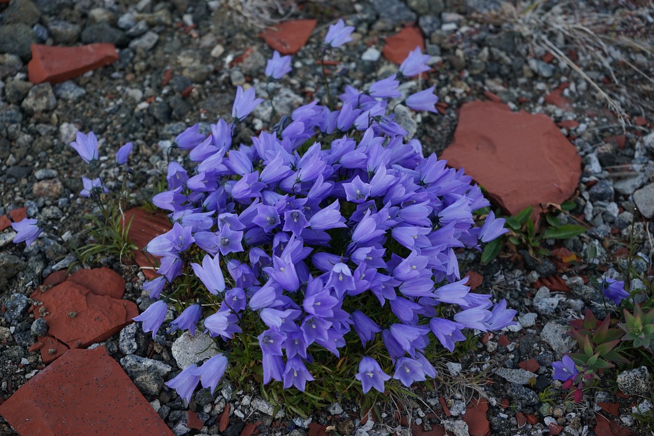 greenlandic bellflower greenland flower free photo