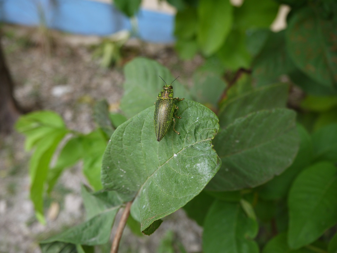 greenness insects the leaves free photo