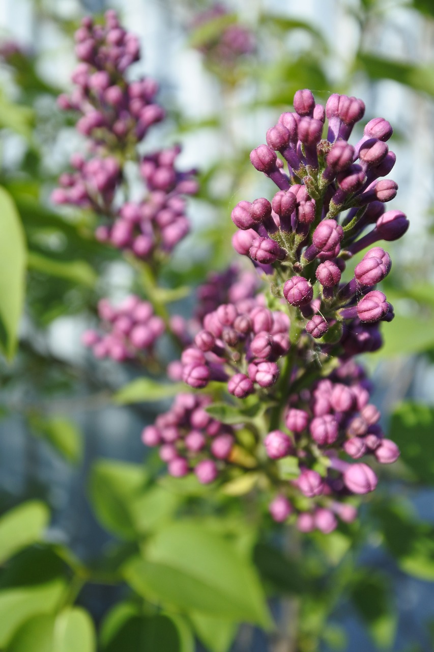 greens lilac closeup free photo