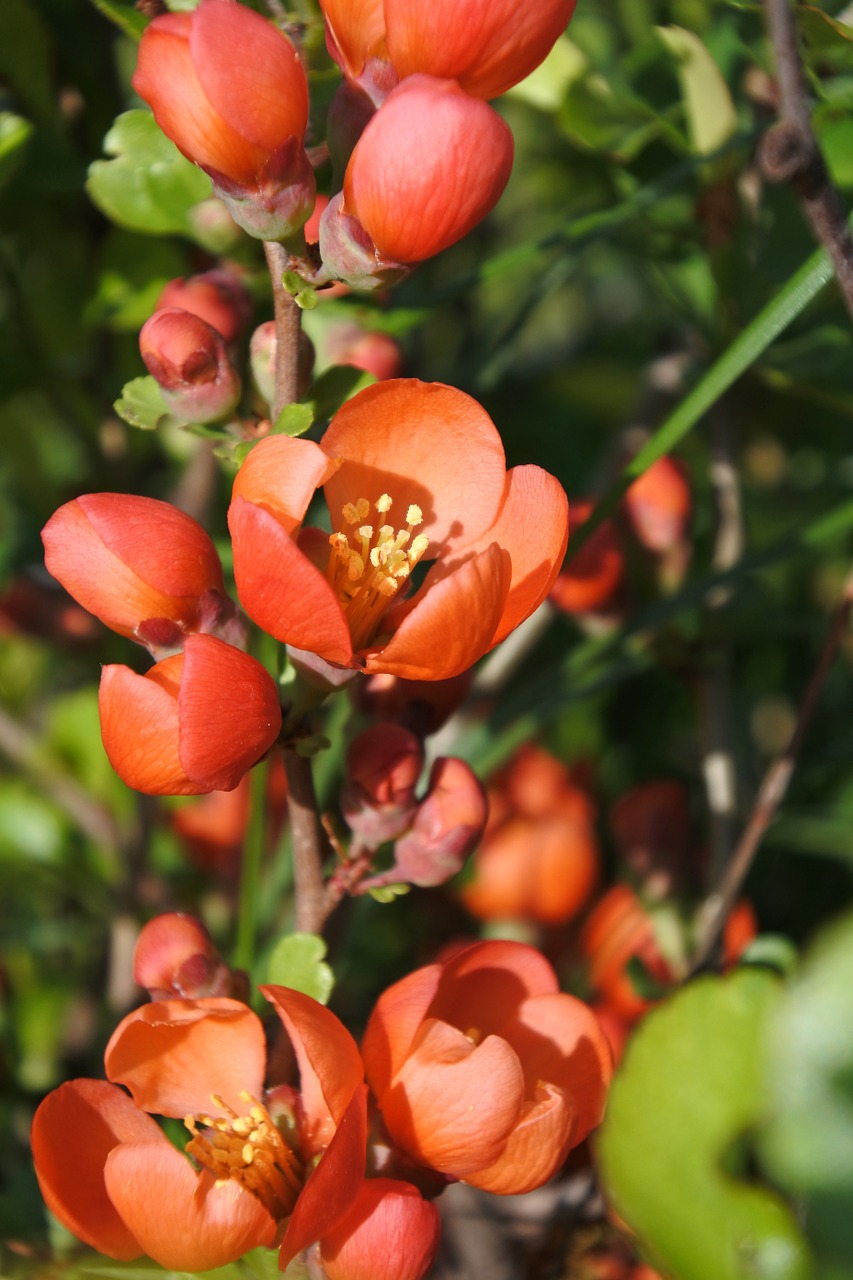 quince greens closeup free photo